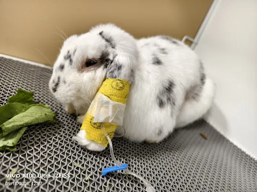 依寵珍禽異獸寵物醫院 ExoVet Exotic Veterinary Hospital
