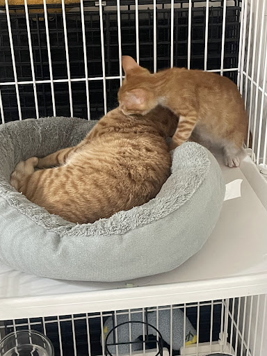 恩寵動物醫院 WeCare Animal Clinic
