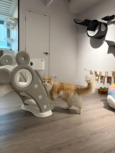 貓窩酒店 Catnap Cat Hotel